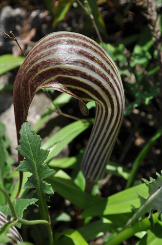 Arisaema franchetianum, photograph 2