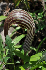 Arisaema franchetianum, photograph Ryan McMinds, CC BY, iNaturalist via GBIF
