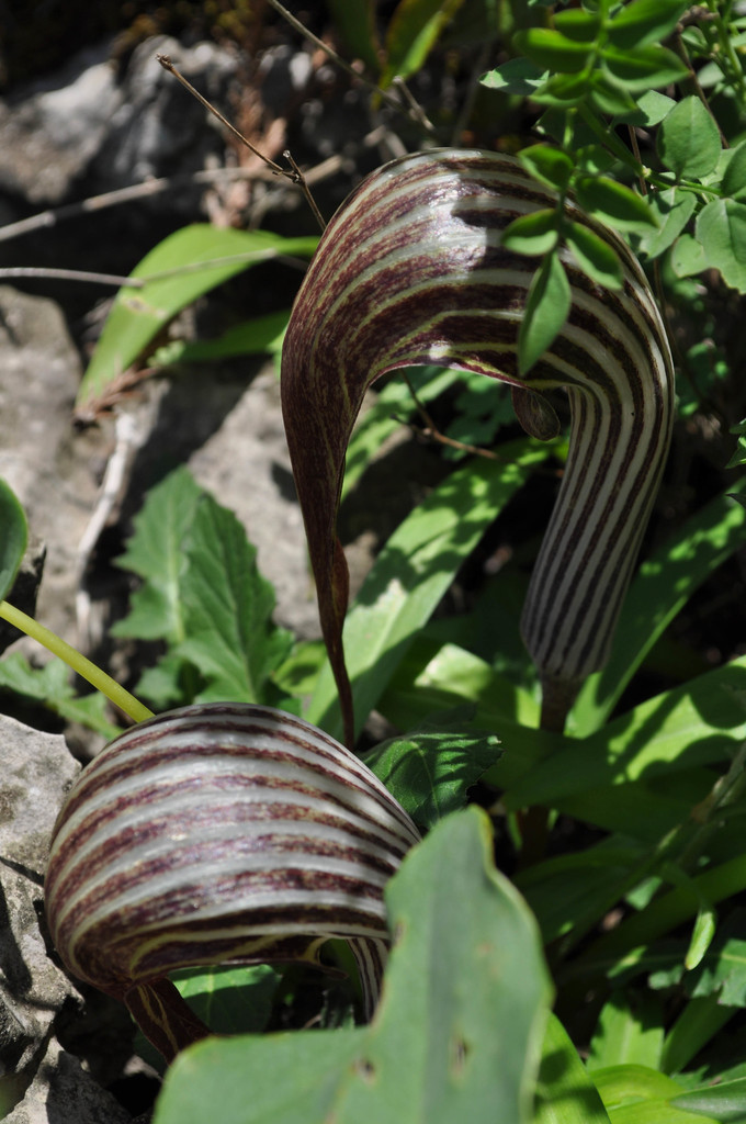 Arisaema franchetianum