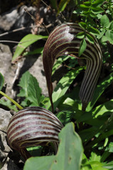 Arisaema franchetianum, photograph Ryan McMinds, CC BY, iNaturalist via GBIF