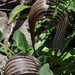 Arisaema franchetianum - Photo (c) Ryan McMinds, some rights reserved (CC BY)
