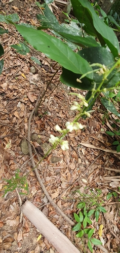 Hanslia ormocarpoides observed 2025-11-16