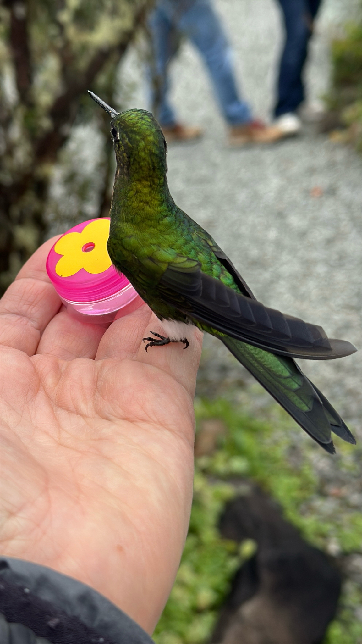Golden-breasted Puffleg (Eriocnemis mosquera), photo 10