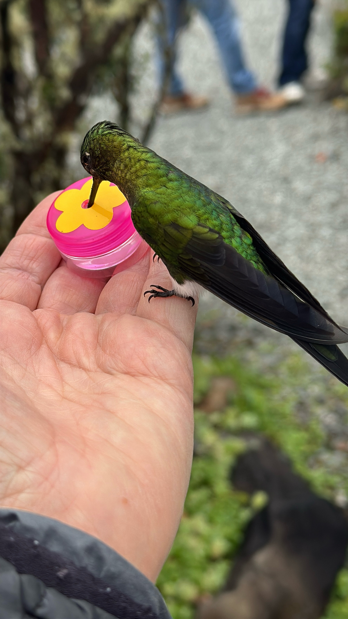 Golden-breasted Puffleg (Eriocnemis mosquera), photo 9