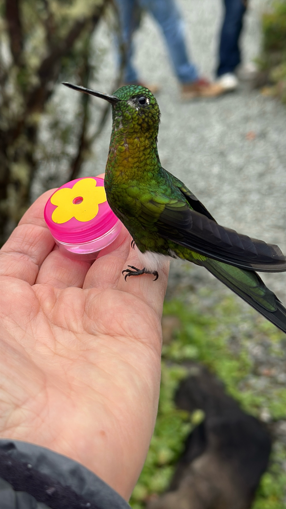 Golden-breasted Puffleg (Eriocnemis mosquera), photo 8