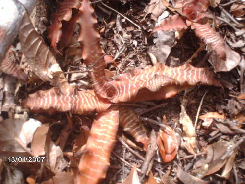 Foto de Língua-de-serpente