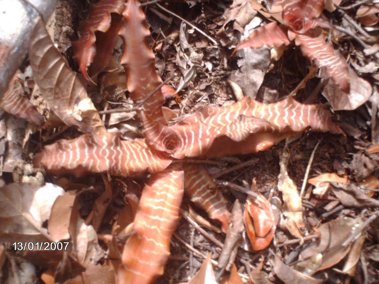 Imagem de Língua-de-serpente