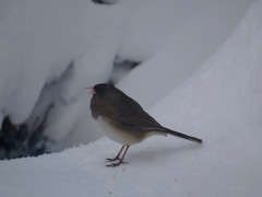 Junco hyemalis