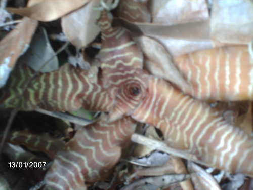 Foto de Língua-de-serpente