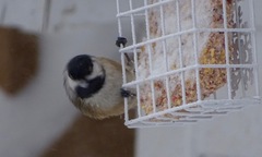 Poecile atricapillus