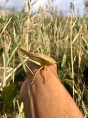 Neoconocephalus exiliscanorus