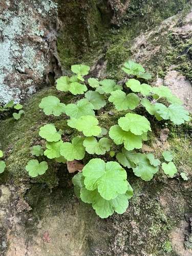 Missouri Alumroot (Heuchera missouriensis)