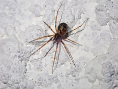 Lepthyphantes minutus