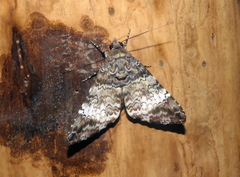 Coenipeta damonia