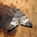 Coenipeta damonia - Photo (c) blackdogto, algunos derechos reservados (CC BY-NC), subido por blackdogto