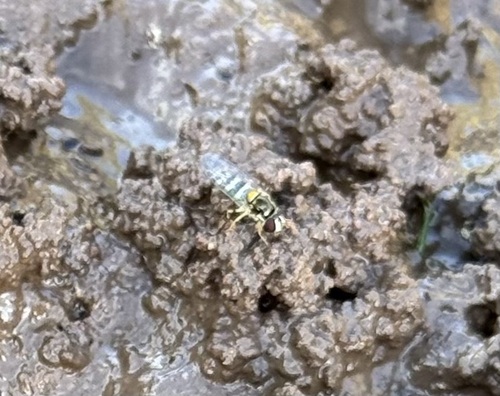 Unknown species found near Sierra Vista Southeast, AZ, USA
