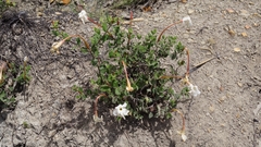 Mandevilla lanuginosa