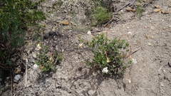 Mandevilla lanuginosa