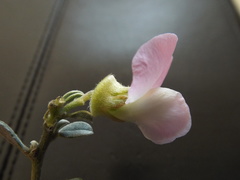 Podalyria leipoldtii