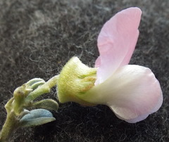 Podalyria leipoldtii