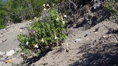 Mandevilla lanuginosa