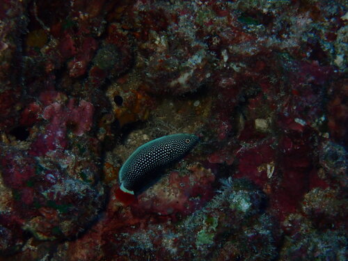 Anampses chrysocephalus observed 2025-11-15