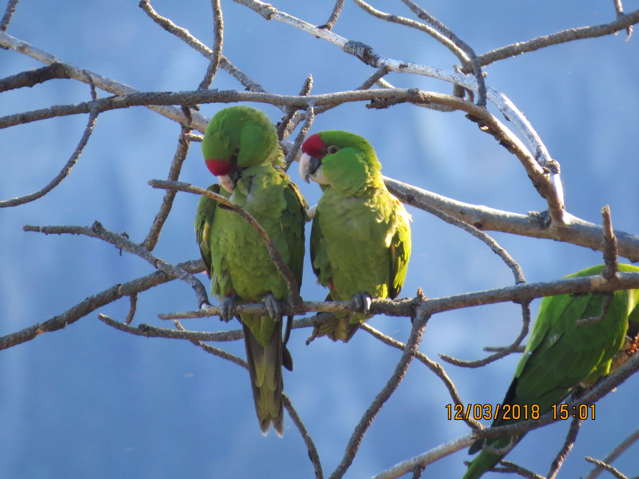 Thick-billed parrot - Wikipedia