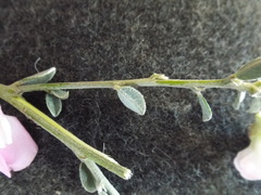 Podalyria leipoldtii