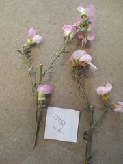 Podalyria leipoldtii