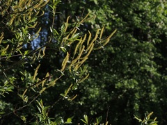 Salix triandra