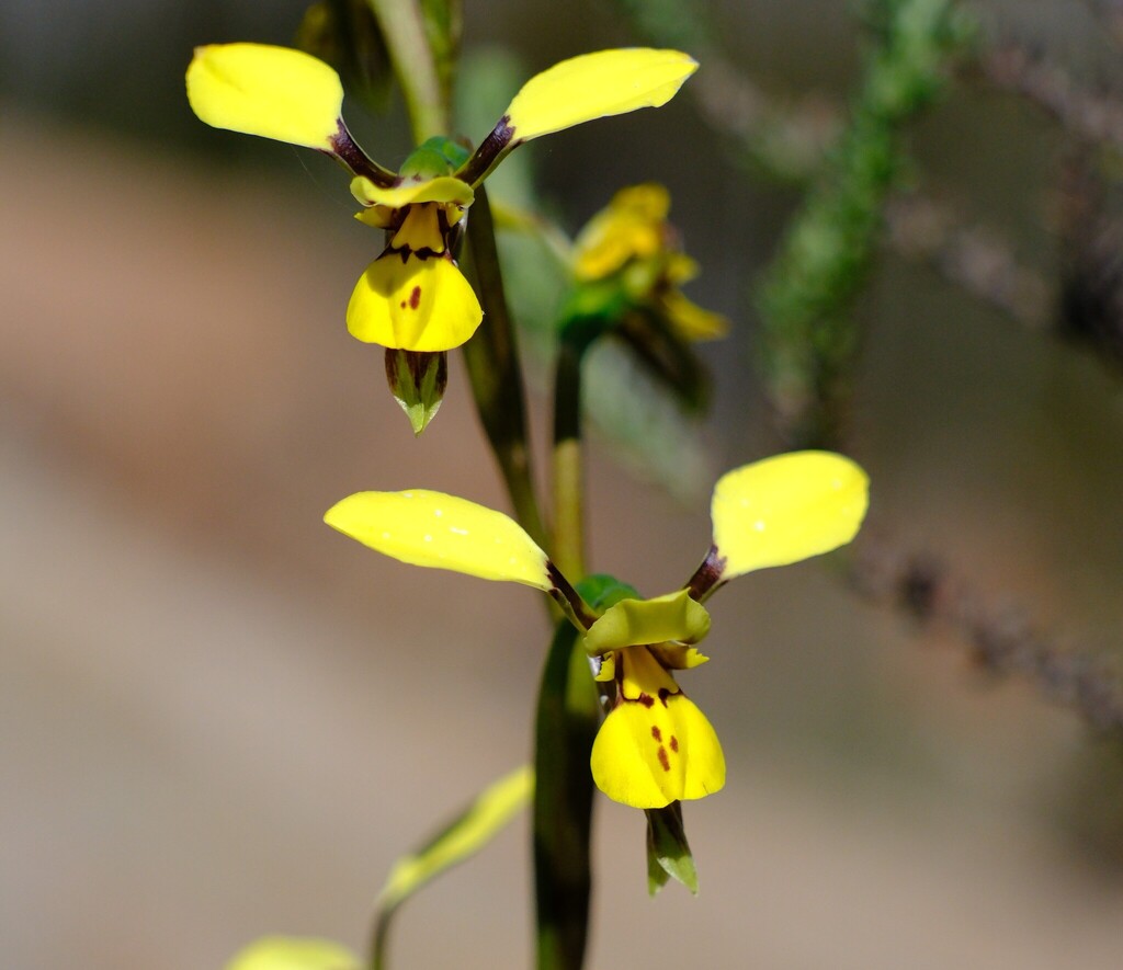 Diuris abbreviata