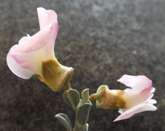Podalyria leipoldtii