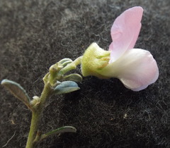 Podalyria leipoldtii