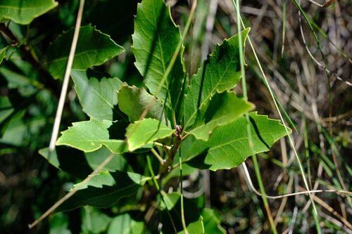 Lomatia arborescens, photograph 5