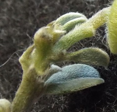 Podalyria leipoldtii
