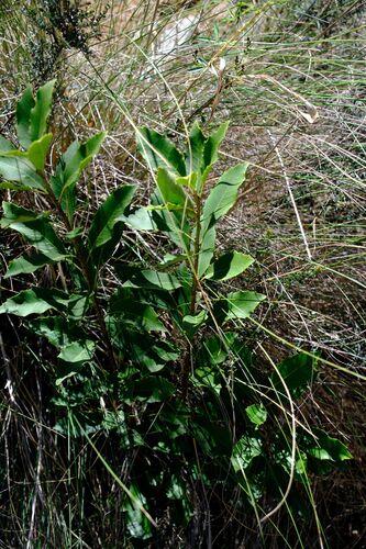 Lomatia arborescens, photograph 6