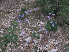Iberis linifolia violletii