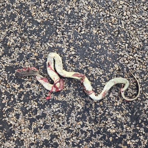 Mulga Snake sighting