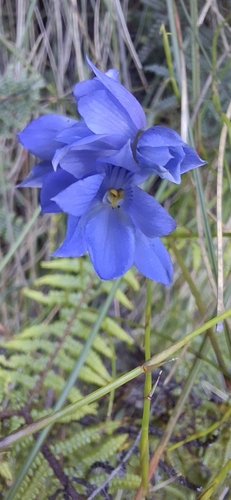 Veined Sun orchid (Thelymitra venosa)