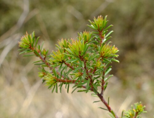 Nandewar Bush-pea (Pultenaea palssoniae)