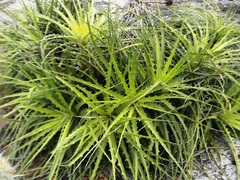 Encholirium spectabile