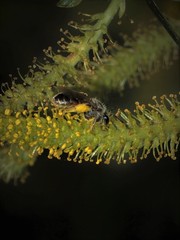 Salix triandra