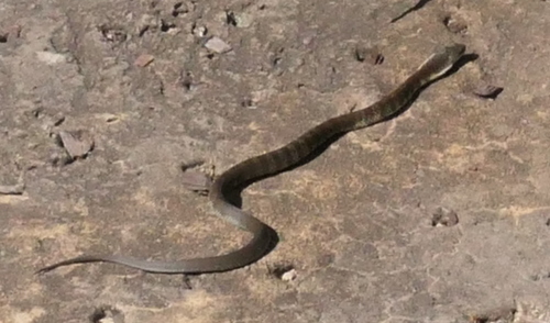 Tiger Snake sighting