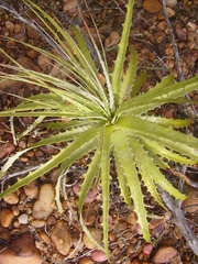 Encholirium spectabile