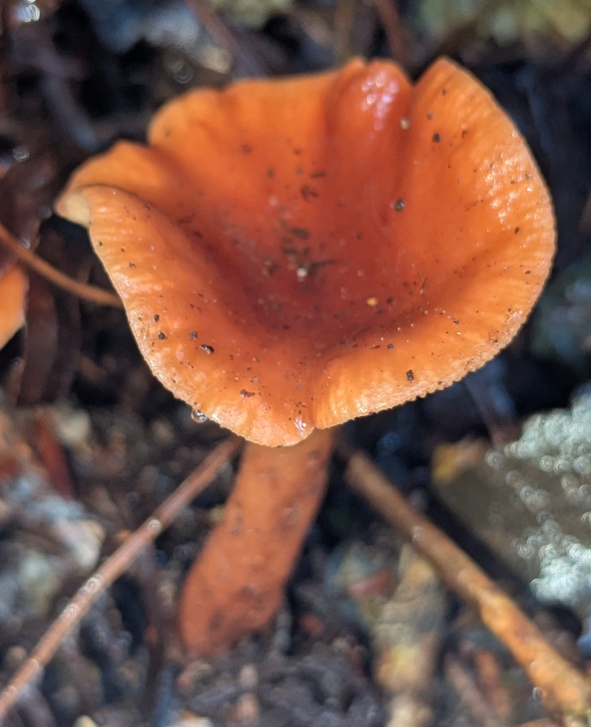 Lactarius subviscidus · November 2025 · photo: © benkeen (iNaturalist, cc0)