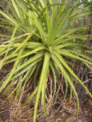 Encholirium spectabile