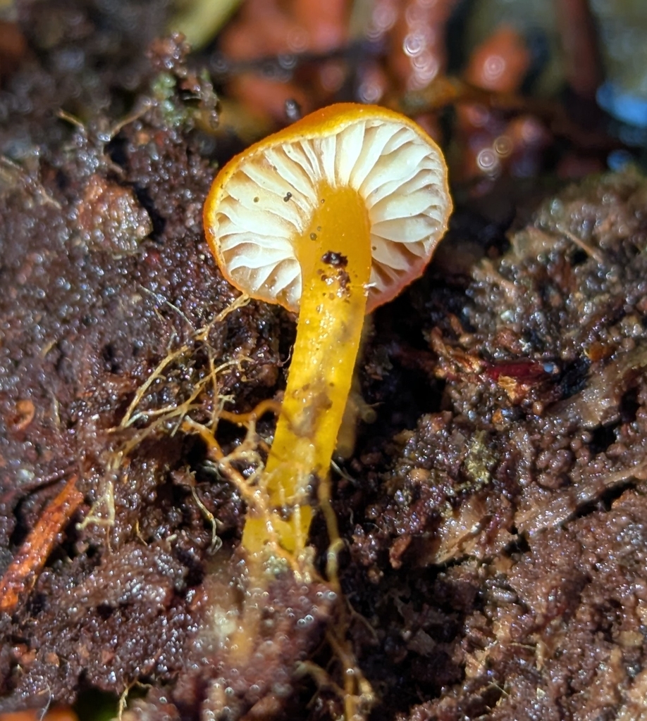 Hygrocybe constans · November 2025 · photo: © benkeen (iNaturalist, cc0)