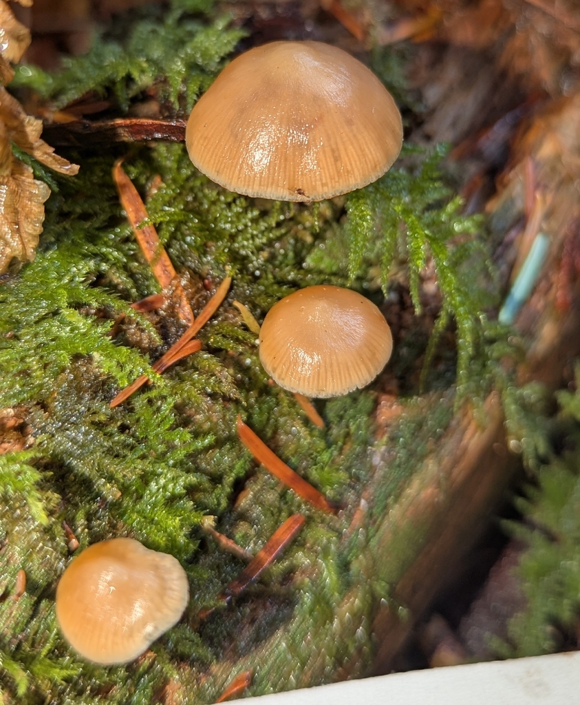 Galerina mammillata · November 2025 · photo: © benkeen (iNaturalist, cc0)