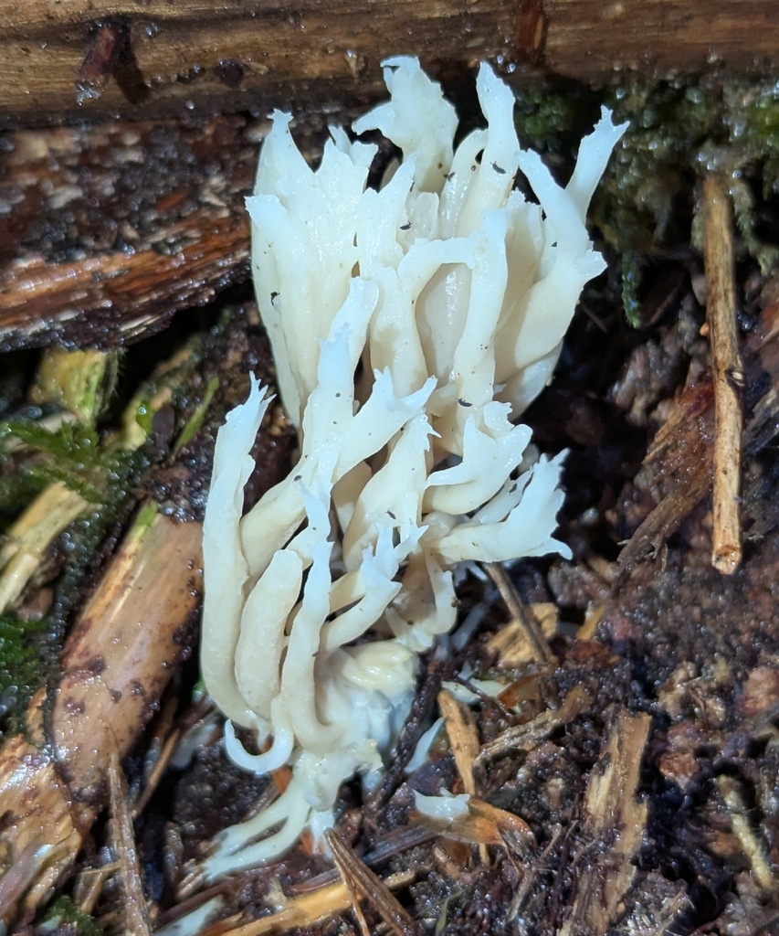 Clavulina sp. 'coralloides-PNW01' · November 2025 · photo: © benkeen (iNaturalist, cc0)