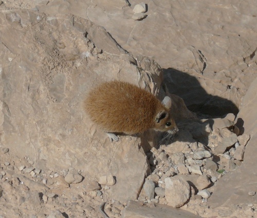 Golden Spiny Mouse